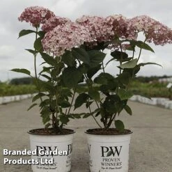 Hydrangea Arborescens 'Sweet Annabelle' -Garden Plants HYDR SWEETANNA S45792
