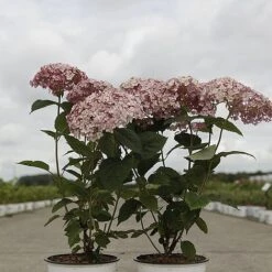 Hydrangea Arborescens 'Sweet Annabelle' -Garden Plants HYDR SWEETANNA S45792 NOW