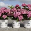 Hydrangea Macrophylla 'Sweet Cupcake' -Garden Plants HYDR SWEETCUPC S45811