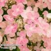 Hydrangea Paniculata 'Switch Ophelia' -Garden Plants HYDR SWITCH S40973