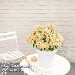 Hydrangea Paniculata 'Switch Ophelia' -Garden Plants HYDR SWITCH S40976