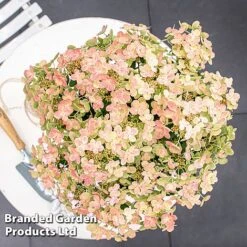 Hydrangea Paniculata 'Switch Ophelia' -Garden Plants HYDR SWITCH S40977