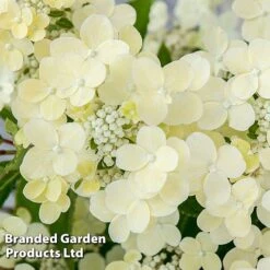Hydrangea Paniculata 'Switch Ophelia' -Garden Plants HYDR SWITCH S40979