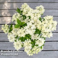 Hydrangea Paniculata 'Switch Ophelia' -Garden Plants HYDR SWITCH S40980