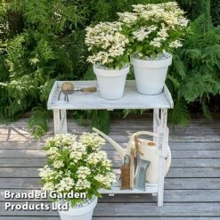 Hydrangea Paniculata 'Switch Ophelia' -Garden Plants HYDR SWITCH S40981