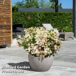 Hydrangea Paniculata 'Switch Ophelia' -Garden Plants HYDR SWITCH S40982