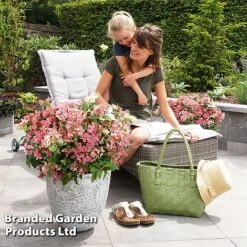 Hydrangea Paniculata 'Switch Ophelia' -Garden Plants HYDR SWITCH S40983