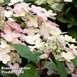 Hydrangea Paniculata 'Switch Ophelia' -Garden Plants HYDR SWITCH S40985