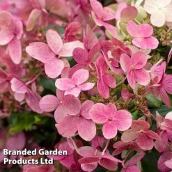 Hydrangea Paniculata 'Switch Ophelia' -Garden Plants HYDR SWITCH S40986