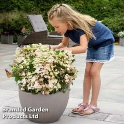 Hydrangea Paniculata 'Switch Ophelia' -Garden Plants HYDR SWITCH S40987