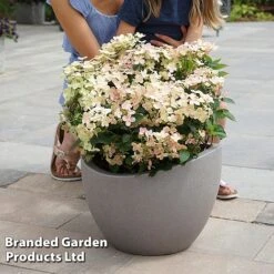 Hydrangea Paniculata 'Switch Ophelia' -Garden Plants HYDR SWITCH S40989