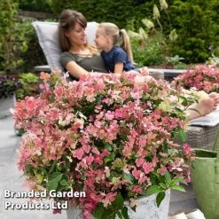 Hydrangea Paniculata 'Switch Ophelia' -Garden Plants HYDR SWITCH S40991