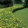 Hypericum Calycinum -Garden Plants HYPE T64246 A h