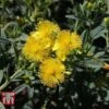 Hypericum Kalmianum 'Blue Velvet' -Garden Plants HYPE T66261 A
