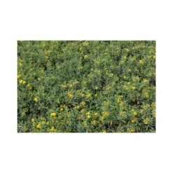 Hypericum Kalmianum 'Blue Velvet' -Garden Plants HYPE T66261 A h