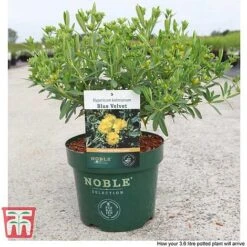 Hypericum Kalmianum 'Blue Velvet' -Garden Plants HYPE T66261 C