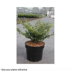 Holly 'Stokes' -Garden Plants ILEX T66265 A h