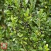 Holly 'Stokes' -Garden Plants ILEX T66265 B