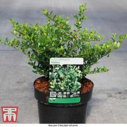 Holly 'Stokes' -Garden Plants ILEX T66265 D
