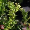 Holly Triflora Var. Kanehirae -Garden Plants ILEX T66266 A