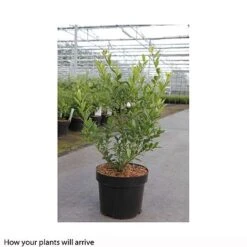 Holly Triflora Var. Kanehirae -Garden Plants ILEX T66266 A h