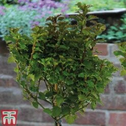 Ilex 'Little Rascal' -Garden Plants ILEX kb2728 B