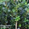 Ilex Aquifolium 'J.C. Van Tol' -Garden Plants ILEX JCVANTOL S45845