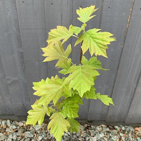 Wild Service Tree (Sorbus Torminalis) Grown By Cotswold Trees 4 Wild Service Tree (Sorbus Torminalis) Grown By Cotswold Trees - Image 2