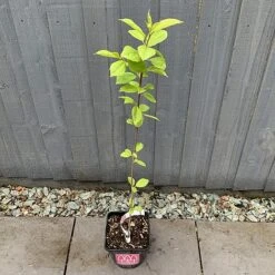 Bird Cherry Tree (Prunus Padus) Grown By Cotswold Trees -Garden Plants IMG 2382 160523