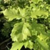 Wild Service Tree (Sorbus Torminalis) Grown By Cotswold Trees -Garden Plants IMG 2474 160523