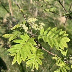 Rowan Tree (Sorbus Aucuparia) Grown By Cotswold Trees -Garden Plants IMG 6066