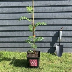Rowan Tree (Sorbus Aucuparia) Grown By Cotswold Trees -Garden Plants IMG 6925