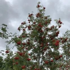 Rowan Tree (Sorbus Aucuparia) Grown By Cotswold Trees -Garden Plants IMG 7250