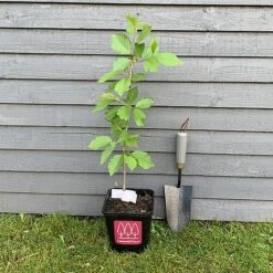 Wild Cherry Tree (Prunus Avium) Grown By Cotswold Trees -Garden Plants IMG 88461