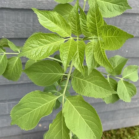 Elder Tree (Sambucus Nigra) Grown By Cotswold Trees 4 Elder Tree (Sambucus Nigra) Grown By Cotswold Trees - Image 2
