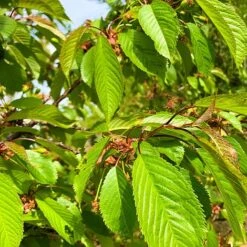 Wild Cherry Tree (Prunus Avium) Grown By Cotswold Trees -Garden Plants IMG 94711