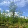 Silver Birch Tree (Betula Pendula) Grown By Cotswold Trees -Garden Plants IMG 9525