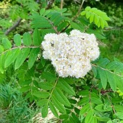 Rowan Tree (Sorbus Aucuparia) Grown By Cotswold Trees -Garden Plants IMG 9538