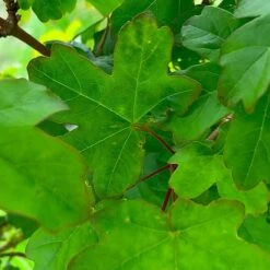 Field Maple Tree (Acer Campestre) Grown By Cotswold Trees -Garden Plants IMG 9546