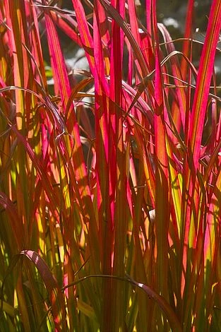 Summer Grass Trio 8 Summer Grass Trio - Image 6