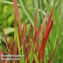 Colourful Ornamental Grass Collection -Garden Plants IMPE REDBARON W48106