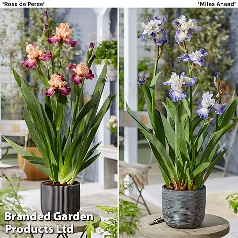 Iris Germanica Duo 3 Iris Germanica Duo