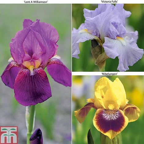 Iris Bearded Collection 3 Iris Bearded Collection