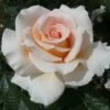 'Isn't She Lovely' Hybrid Tea Rose -Garden Plants ISN T SHE LOVELY 2 Diciluvit 6b1576e0 7cd2 424d b985 1a70f687b950