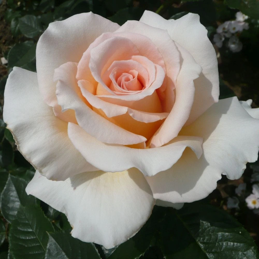 'Isn't She Lovely' Hybrid Tea Rose 3 'Isn't She Lovely' Hybrid Tea Rose