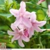 Jasminum X Stephanense -Garden Plants JASM T80300 A1