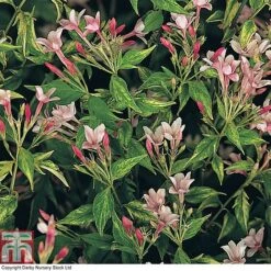 Jasminum X Stephanense -Garden Plants JASM T80300 B