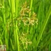 Juncus Effusus (Marginal Aquatic)