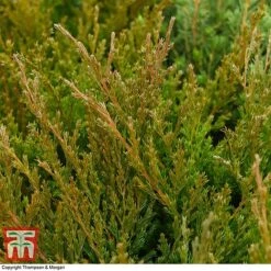 Juniperus Horizontalis 'Andorra Compact' -Garden Plants JUNI T28606 A1