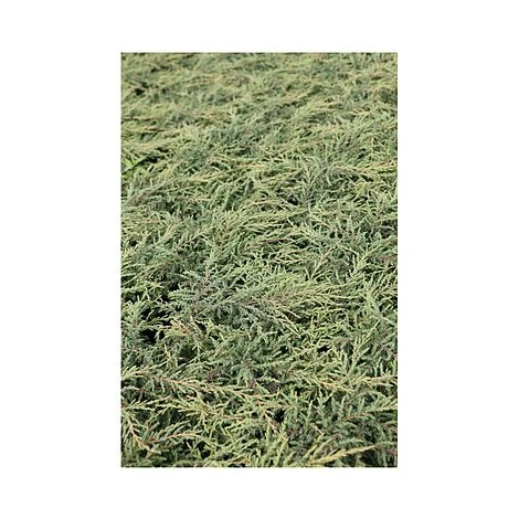 Juniperus Communis 'Repanda' 3 Juniperus Communis 'Repanda'